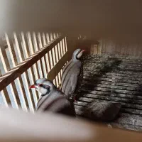 مرغ خروس دستی