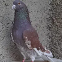 کبوتر سرخ