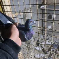 ماده پلاکی|پرنده|شهرکرد, |دیوار