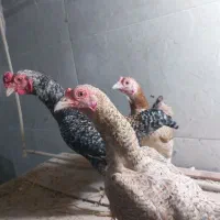 ست مرغ وخروس کوشامو