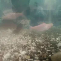 ماهی اسکار و پنکوسی