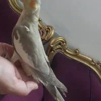 عروس اهویی و طوسی|پرنده|حمیدیا, |دیوار