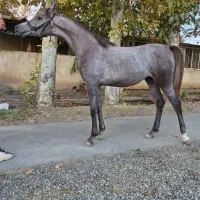 فروش تعدادی اسب همه شجره دار