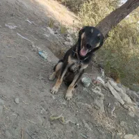 سگ ژرمن اصل