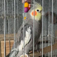 عروس هلندی|پرنده|سرپل ذهاب, |دیوار