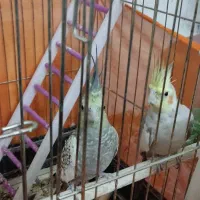 عروس هلندی نر و ماده|پرنده|زنجان, |دیوار