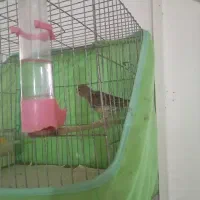 قناری ماده.بخون