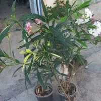 گل خرزحله
