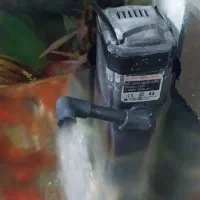 آکواریوم|ماهی|چگنی, |دیوار