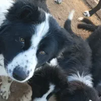 توله سگ|سگ|نجفآباد, ویلاشهر|دیوار