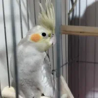 عروس هلندی 4 ماهه