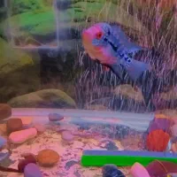 جوجه فلاور رد دراگون|ماهی|کرج, حصارک پایین|دیوار