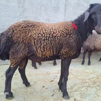 قوچ هترو یک ساله
