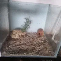 آکواریوم ،وسایل، ماهی