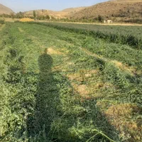 یونجه بیده سبزبدون سایه پرگل بدون ذره ای علف|لوازم جانبی حیوانات|بجنورد, |دیوار