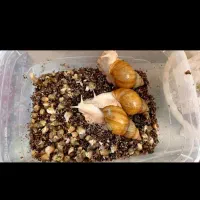 حلزون|خزنده|کرمان, |دیوار