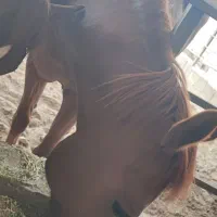 اسب|اسب و تجهیزات اسب‌سواری|نگار, |دیوار