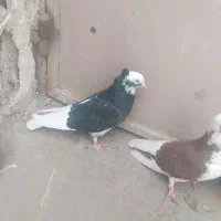 کفتر|پرنده|قم, باغ شازده|دیوار