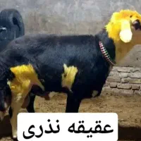 فروش گوسفند زنده مغان افشار کردستان پرواری گوشتی