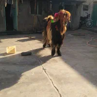 یک راس دوبر اصلی برا بز|حیوانات مزرعه|مسجد سلیمان, |دیوار