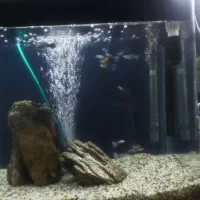 آکواریم و ماهی گپی