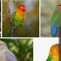 یک عدد کوتوله سبز فیشر