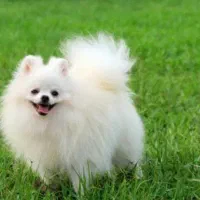 واگذاری رایگان