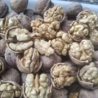 گردو تازه پوست نازک پرچرب مارکو