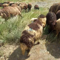فروش ۴۰ راس میش بره افشاری