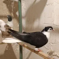 کبوتر.یاکفتر تهرانی شهرستانی