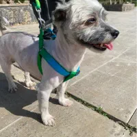 سگ قاضی اباد