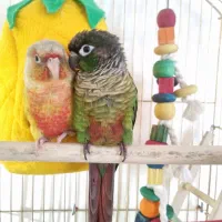 گرینچیک نر و ماده