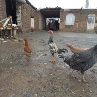 فروش خروس لاری