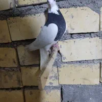 پرنده|پرنده|خرمشهر, |دیوار