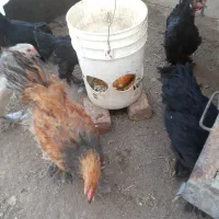 تعدادی جوجه مرغ و خروس برهما ۵ ماهه