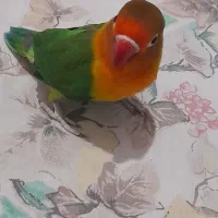 طوطی برزیلی|پرنده|ری, شهید بهشتی|دیوار