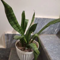 گل قاشقی وسانسوریا|گل و گیاه طبیعی|قزوین, |دیوار