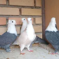 کبوتر کربلایی کلاغ کله سفید