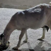 فروش بز|حیوانات مزرعه|مهر, |دیوار