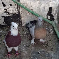 کفتر|پرنده|شیراز, دباغ خانه|دیوار