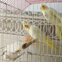 دوجفت عروس هلندی کار داده