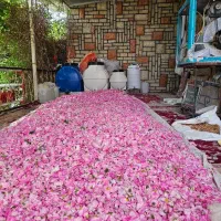 خرید فروش گل محمدی و غنچه