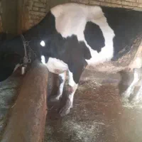 گاو زایده پرشیر
