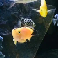 ماهی پرت و دماسونی