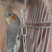 عروس هلندی سخنگو|پرنده|سنقر, |دیوار