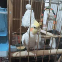 دوجوف عروس هلندی سالم