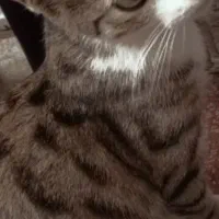 گـربه