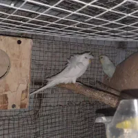 مرغ عشق مولد|پرنده|پاکدشت, پاکدشت (مامازند)|دیوار