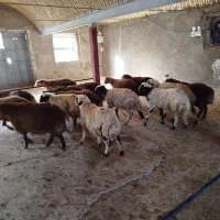 بره پایه پروار