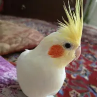 عروس هلندی سخنگو|پرنده|اسلام‌شهر, |دیوار